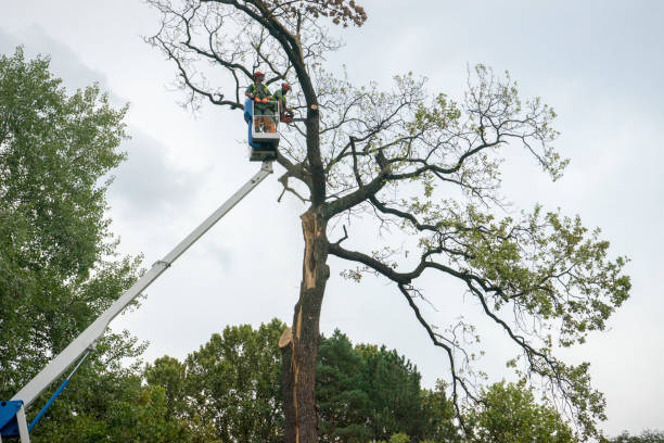 How Our Tree Care Process Works  in  Copiague, NY